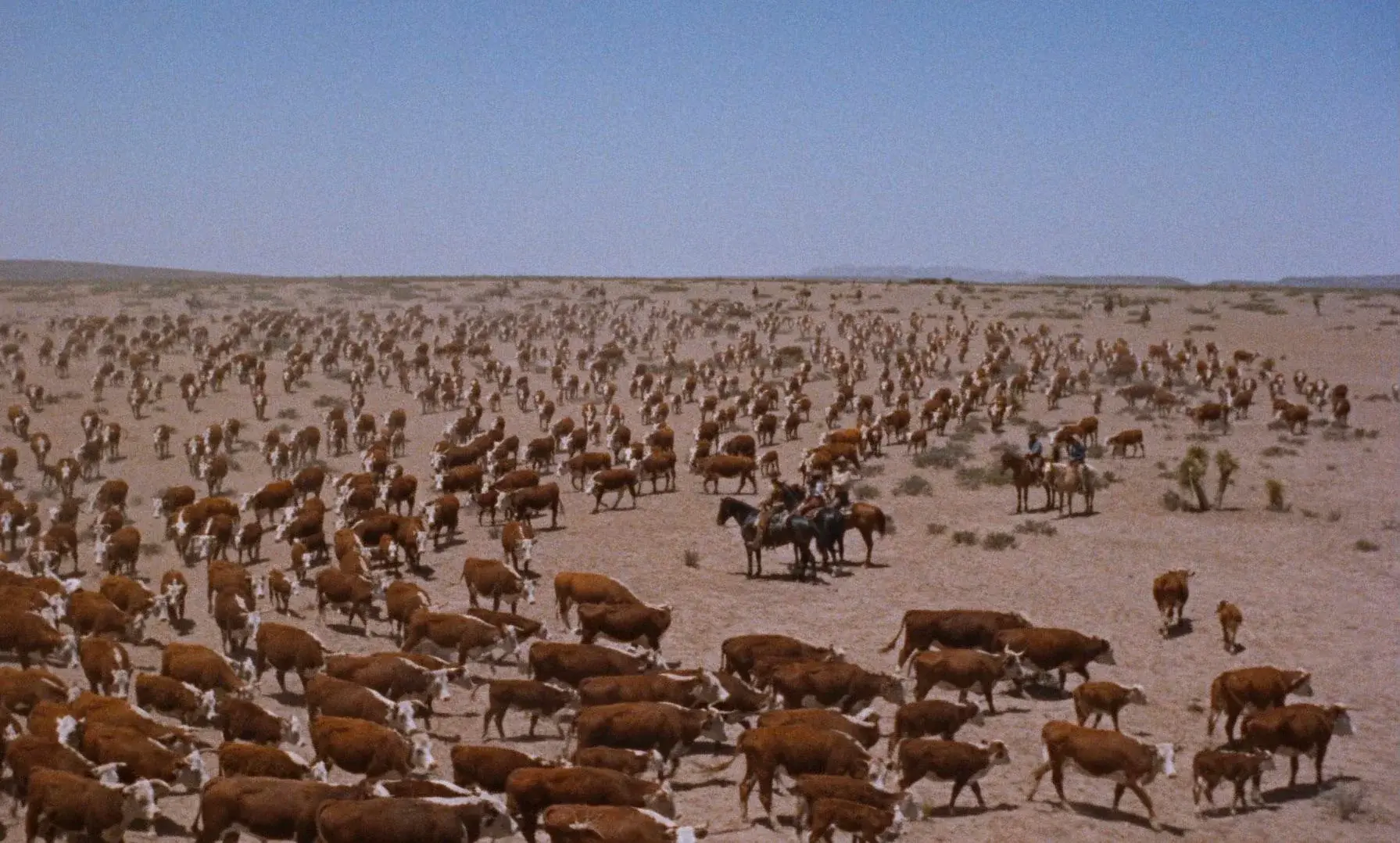 A couple of cattle herders in the middle of a giant sea of cattle under a clear Texas sky.